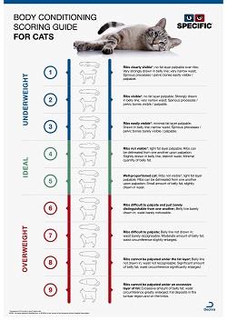 Body Condition Score Cat 